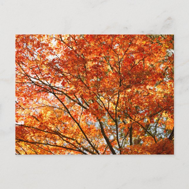 Carte Postale Feuillage d'érable (Devant)