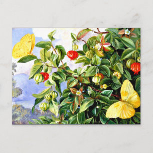 Carte Postale Feuillage, Fleurs et Fruits de Pitanga-Jamaïque