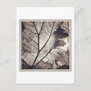 Carte Postale feuillage noir et blanc Abstrait