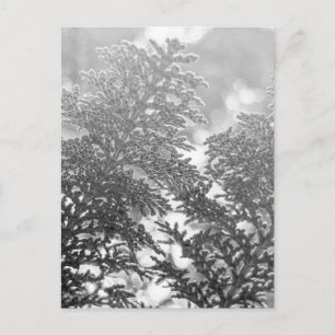 Carte Postale Feuillage persistant en noir et blanc