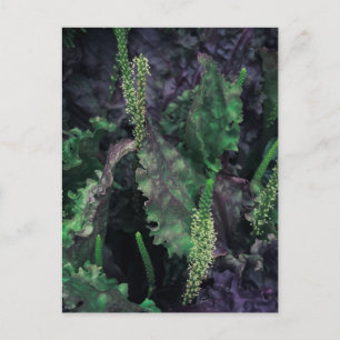 Carte Postale Feuillage sombre dramatique et pointes de fleurs v