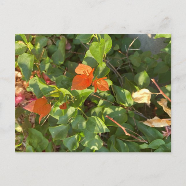 Carte Postale Feuille (Devant)