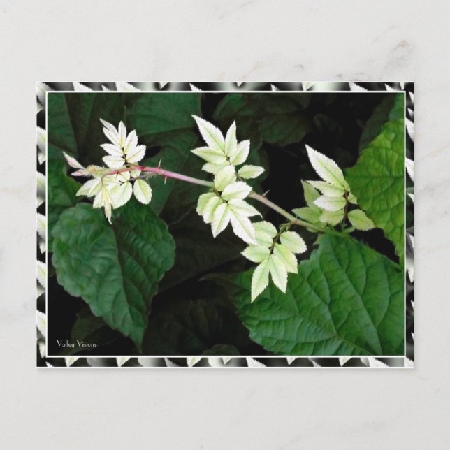 Carte Postale Feuille (Devant)