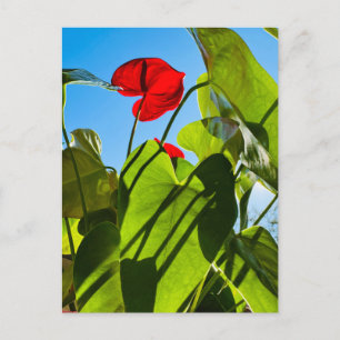 Carte postale Feuille Anthurium