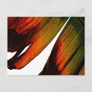 Carte Postale Feuille banane
