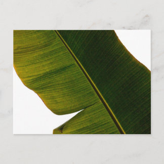 Carte Postale Feuille banane