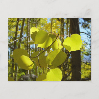 Carte postale feuille d'Aspen