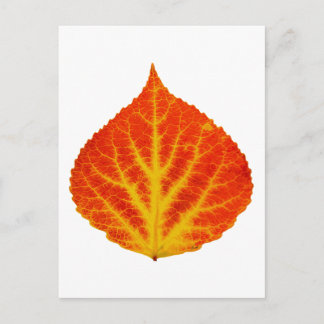 Carte Postale Feuille d'Aspen rouge et jaune #10