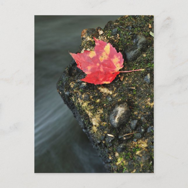 Carte Postale Feuille d'automne (Devant)