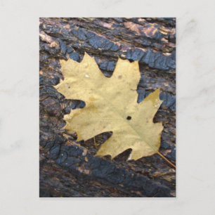 Carte Postale Feuille d'automne