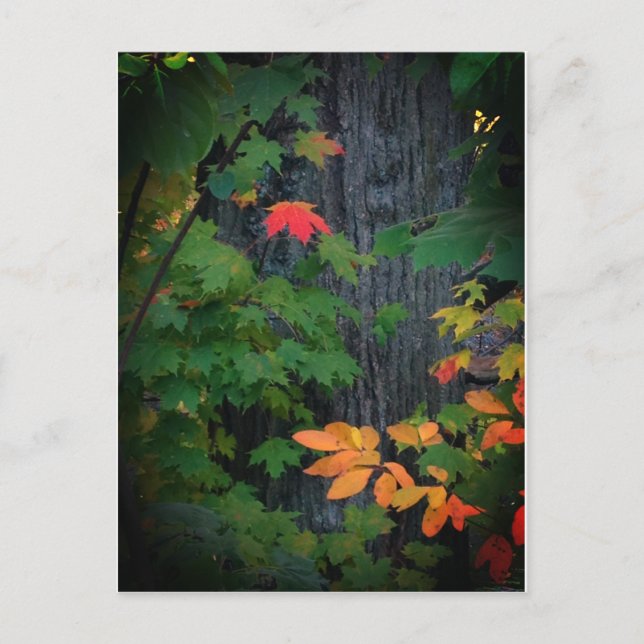 Carte Postale feuille d'automne colorée (Devant)