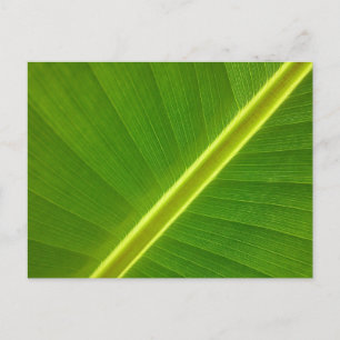 Carte Postale Feuille de banane