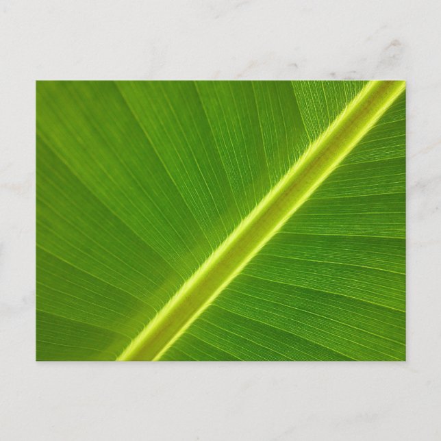 Carte Postale Feuille de bananier Macro (Devant)