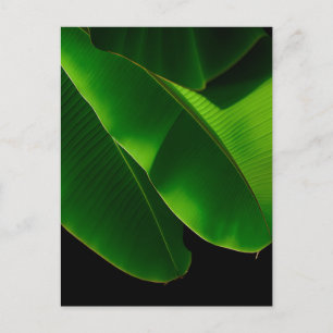 Carte Postale Feuille de bananier verte vibrante Tropical rappro