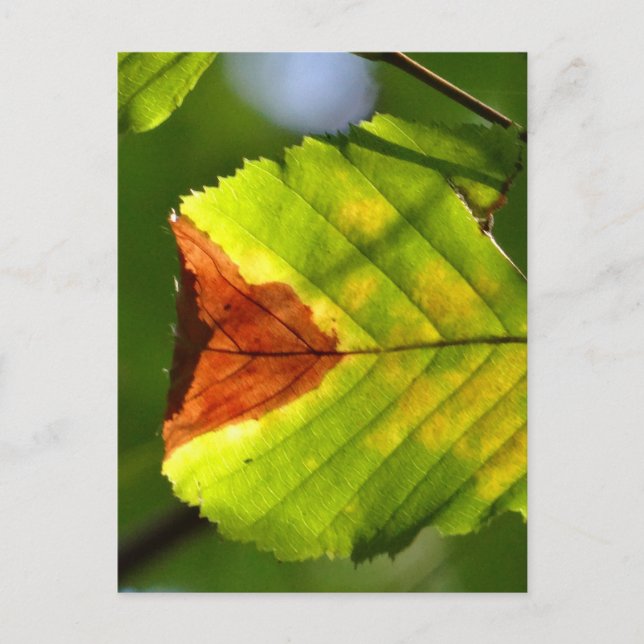 Carte Postale Feuille de chute verte (Devant)