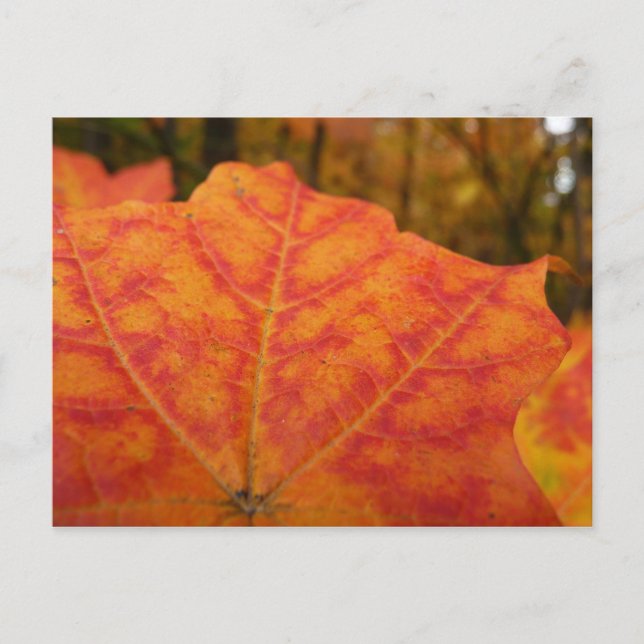 Carte Postale Feuille de érable abstrait orange et rouge Automne (Devant)