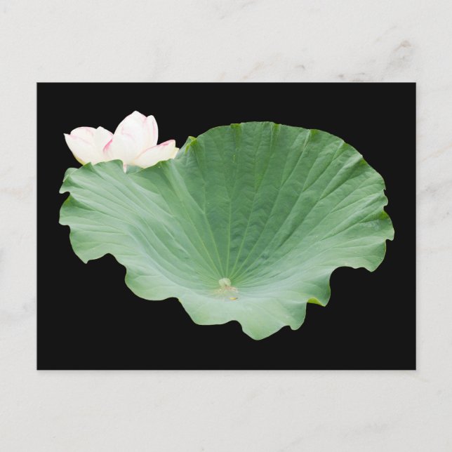 Carte Postale Feuille de Lotus géante en fleur (Devant)