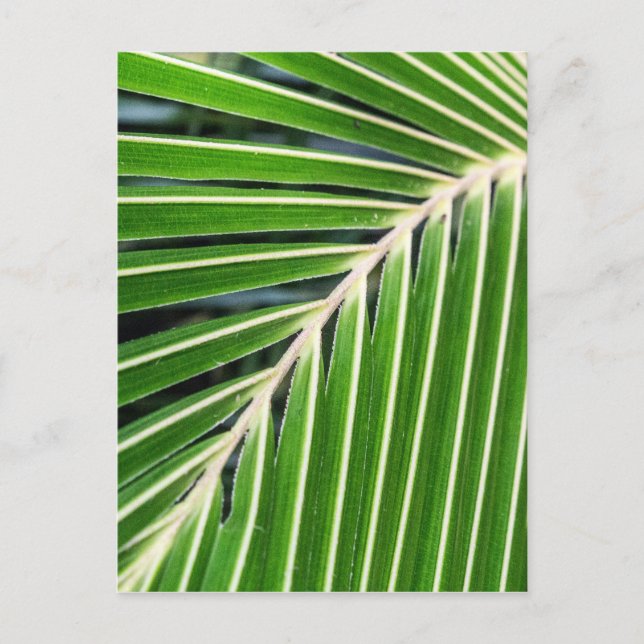 Carte Postale Feuille de palme verte Abstraite (Devant)