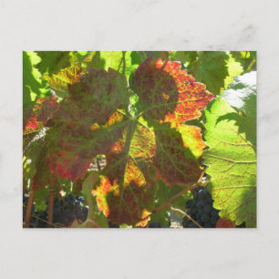 Carte postale - Feuille de raisin rouge sur la vig