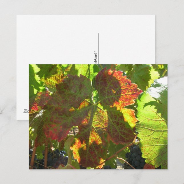 Carte postale - Feuille de raisin rouge sur vigne (Devant / Derrière)