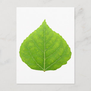 Carte Postale Feuille de tremble verte #11