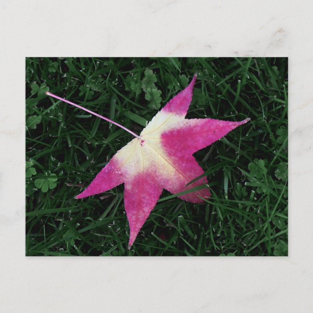 Carte Postale Feuille d'érable (Devant)