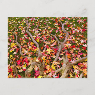 Carte Postale Feuille d'érable aux couleurs vives