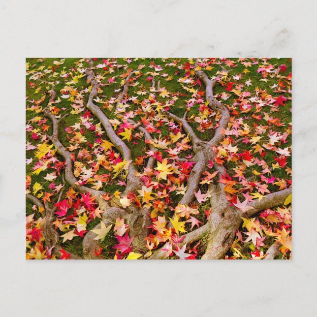 Carte Postale Feuille d'érable aux couleurs vives (Devant)