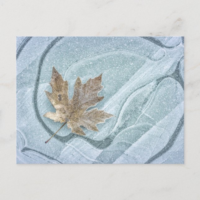 Carte Postale Feuille d'érable congelée sur glace (Devant)