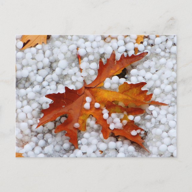Carte Postale Feuille d'érable d'automne sous la grêle réelle -  (Devant)