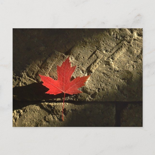 Carte Postale Feuille d'érable du Canada (Devant)