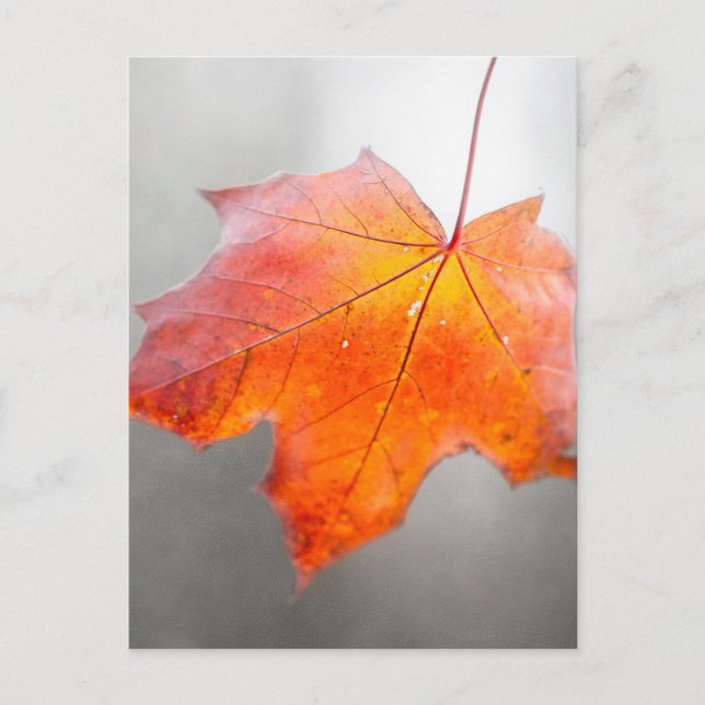 Carte Postale Feuille d'érable rouge - Automne mystique (Devant)
