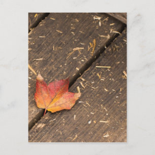 Carte Postale Feuille d'érable simple dans l'automne