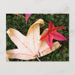 Carte Postale Feuille d'érable vivement colorée
