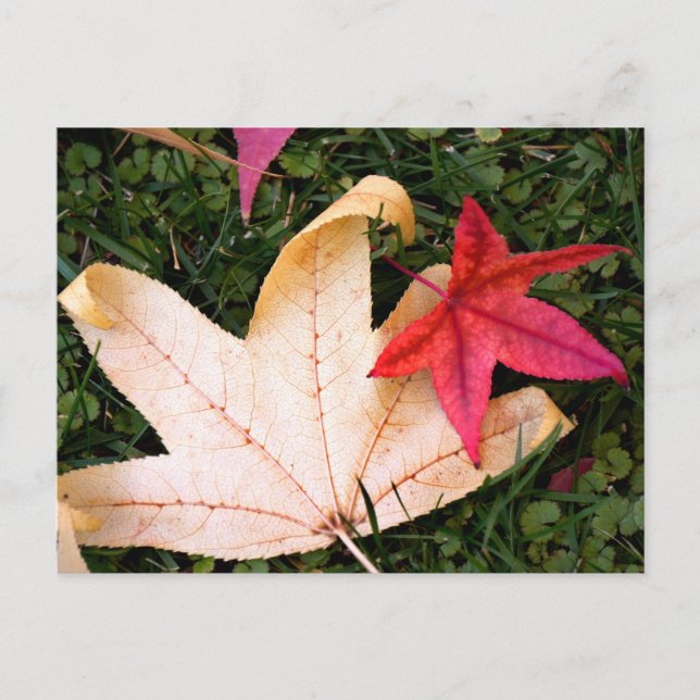 Carte Postale Feuille d'érable vivement colorée (Devant)