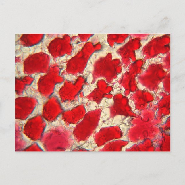 Carte Postale Feuille d'un rosier rouge au microscope (Devant)