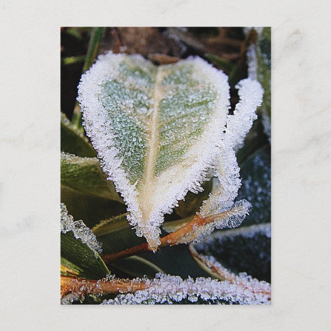 Carte Postale Feuille en forme de cœur avec de la glace (Devant)