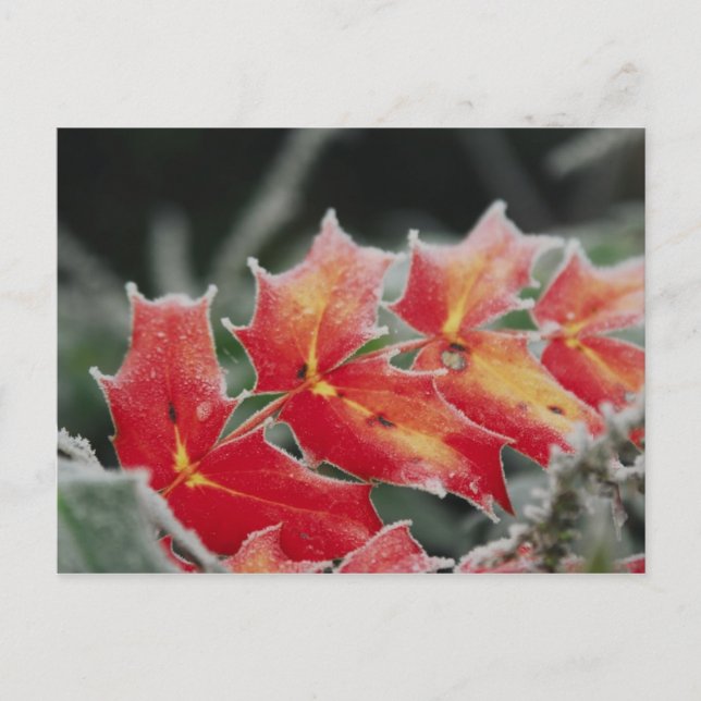 carte postale Feuille gelée (Devant)