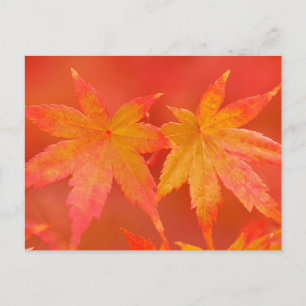 Carte Postale Feuille japonais