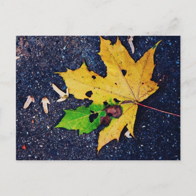 Carte Postale Feuille jaune (Devant)