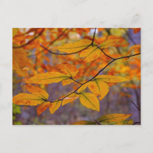 Carte postale Feuille jaune automne