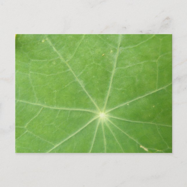 Carte postale Feuille Nasturtium (Devant)