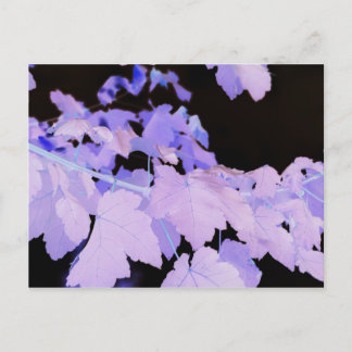 Carte Postale Feuille~ photographie de Lauren Perry~