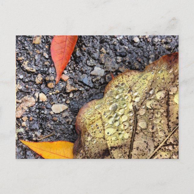 Carte postale Feuille Rainy (Devant)