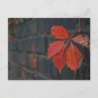 Carte postale Feuille rouge
