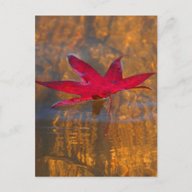 Carte Postale Feuille rouge (Devant)