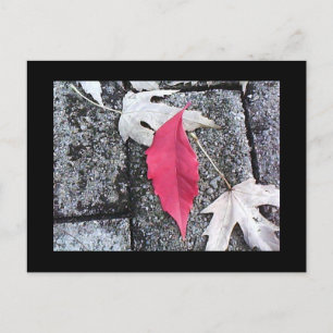 Carte postale Feuille rouge