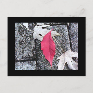 Carte postale Feuille rouge