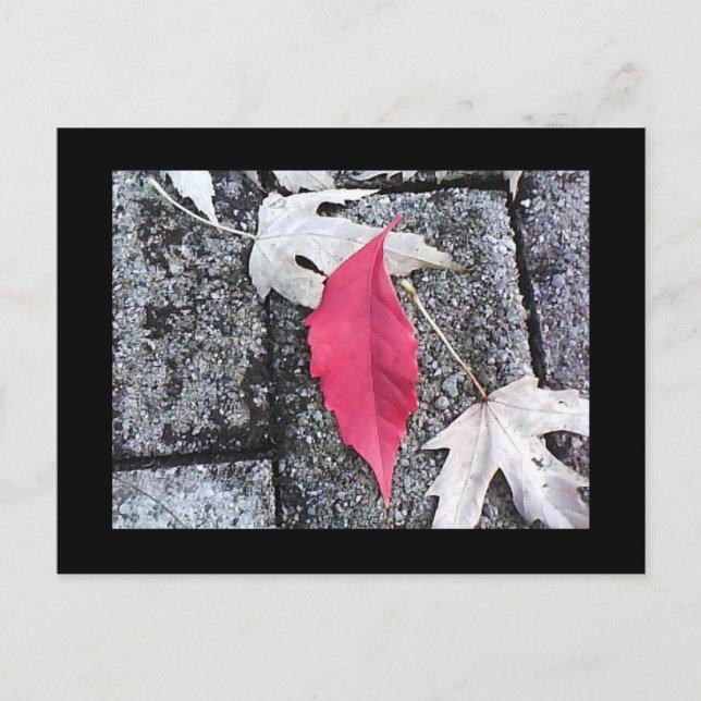 Carte postale Feuille rouge (Devant)