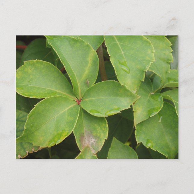 Carte postale Feuille verte (Devant)